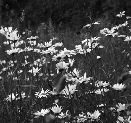 Environment